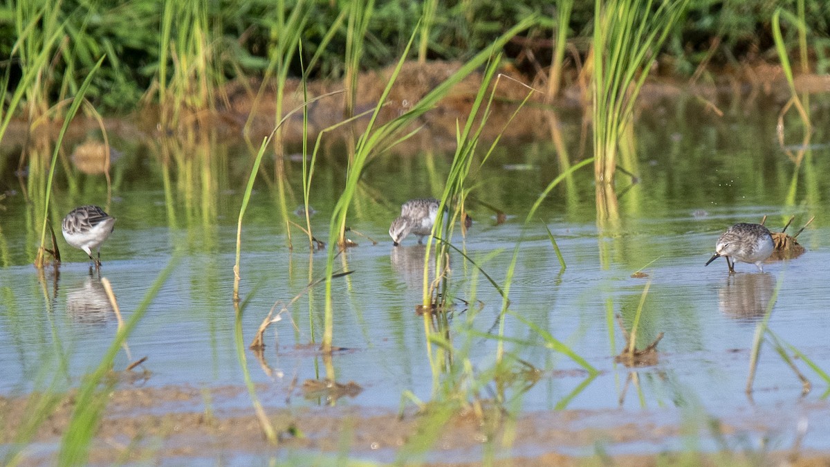 tanımsız küçük kumkuşu (Calidris sp.) - ML644573618