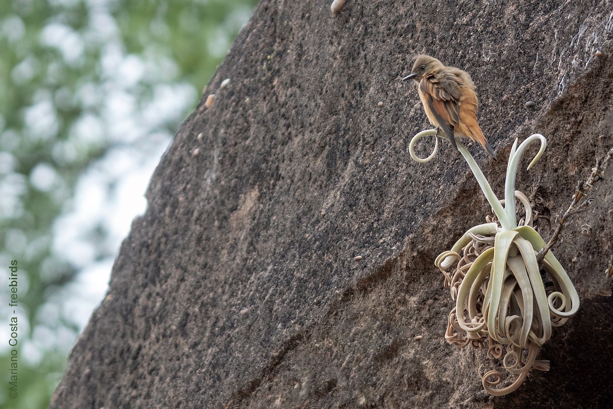 Cliff Flycatcher - ML644573620