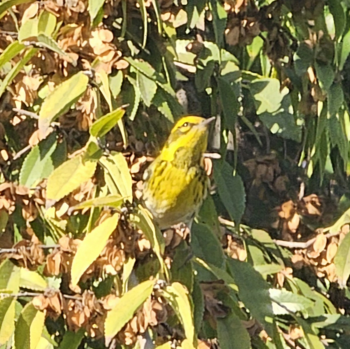 Пісняр-лісовик західний - ML644573628