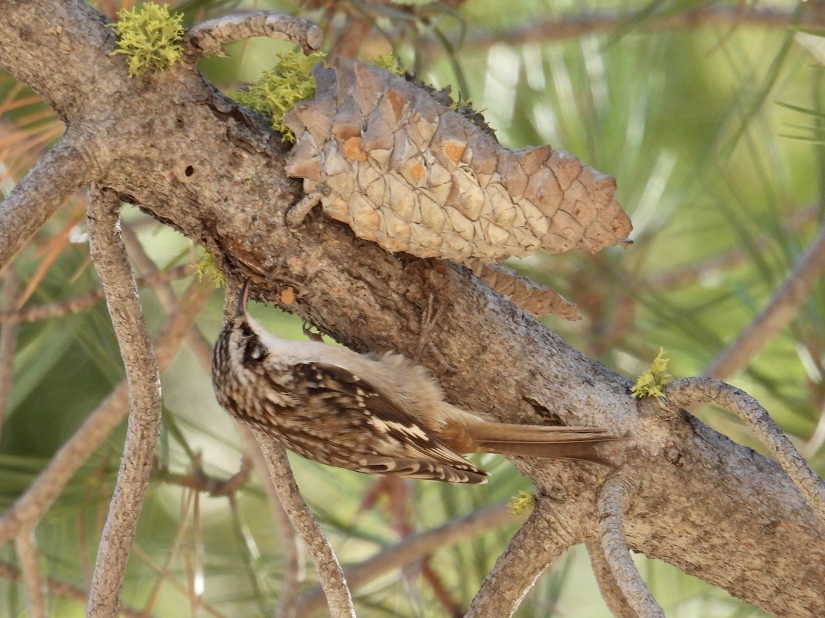 amerikatrekryper - ML644573631