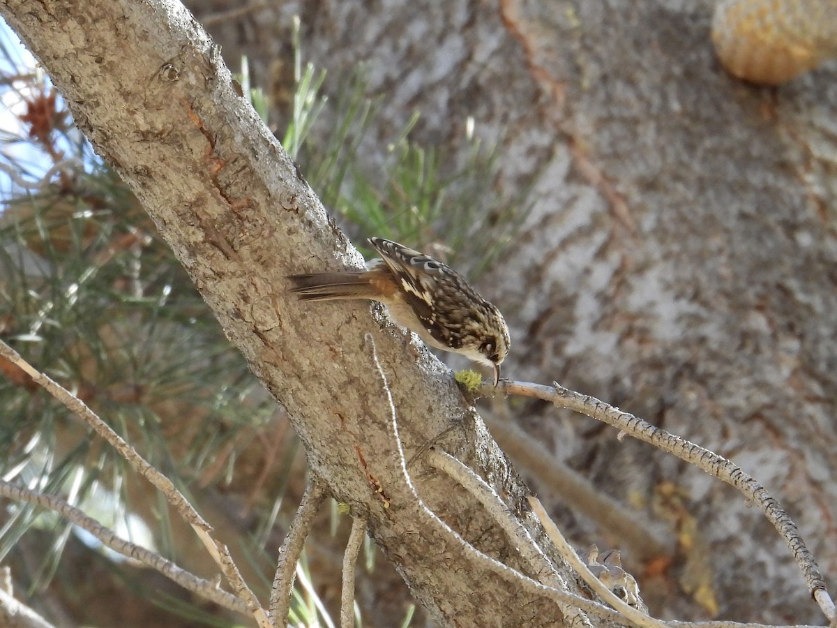 amerikatrekryper - ML644573635