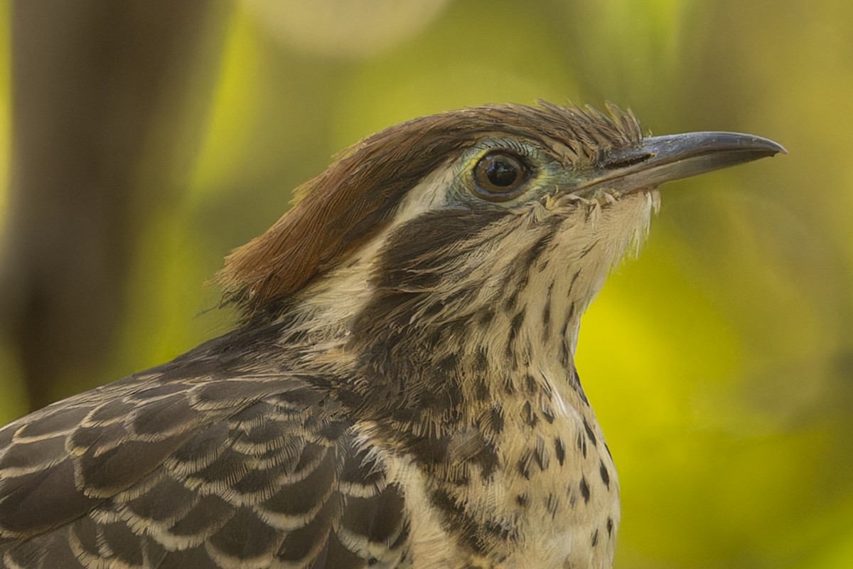 Géocoucou faisan - ML644573638