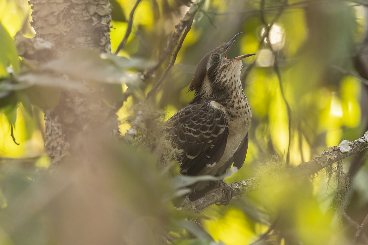 キジミチバシリ - ML644573639