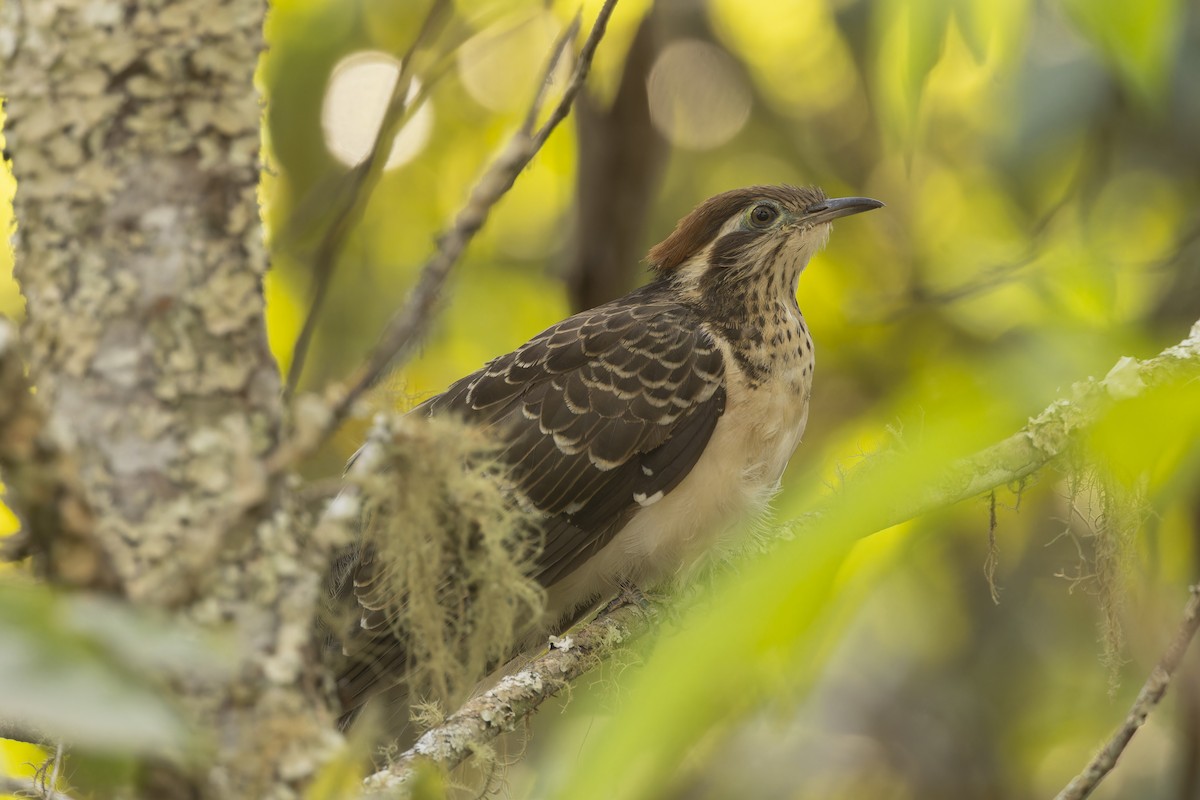 キジミチバシリ - ML644573640