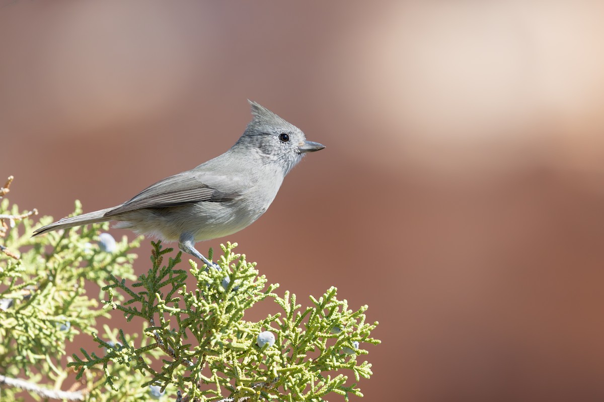 ヒガシハイエボシガラ - ML644573670