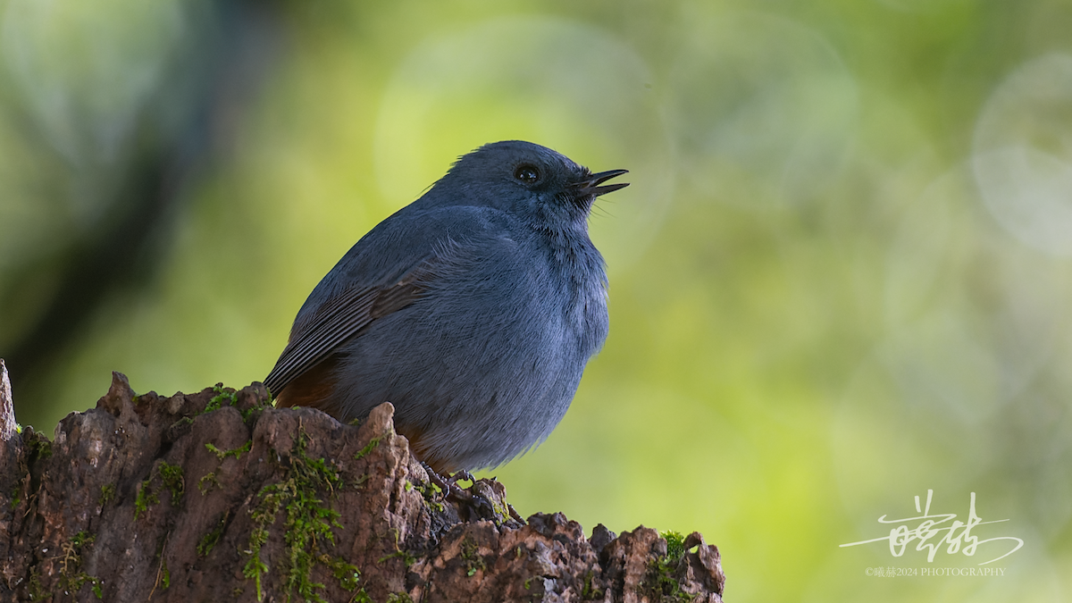 Kurşuni Kızılkuyruk - ML644573673