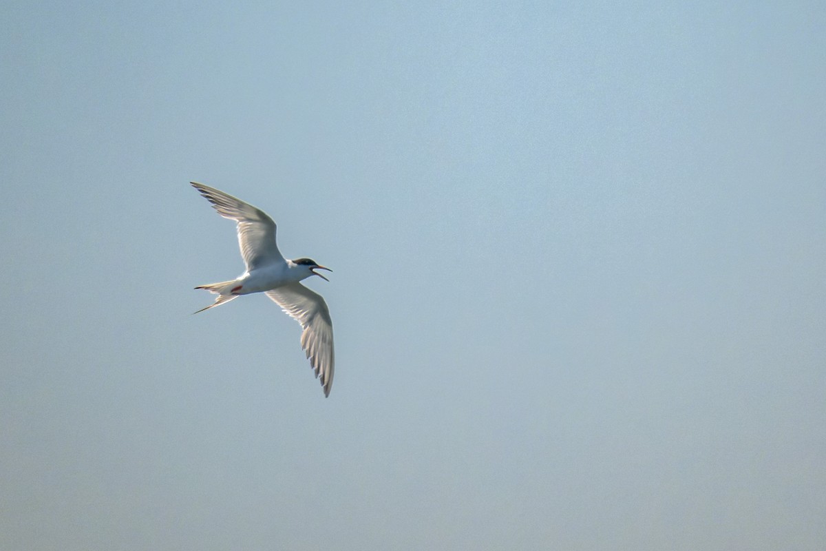 Charrán de Forster - ML644573675