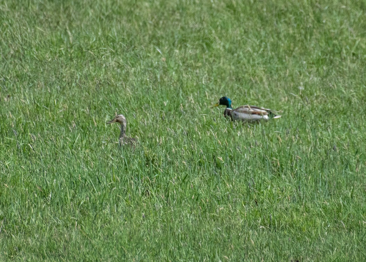 Зэрлэг нугас - ML644573689