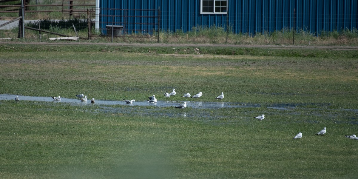 цахлай - ML644573691