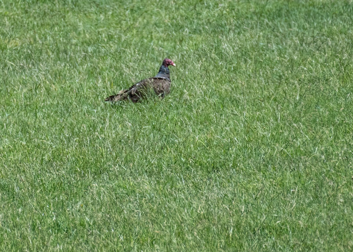 Turkey Vulture - ML644573701