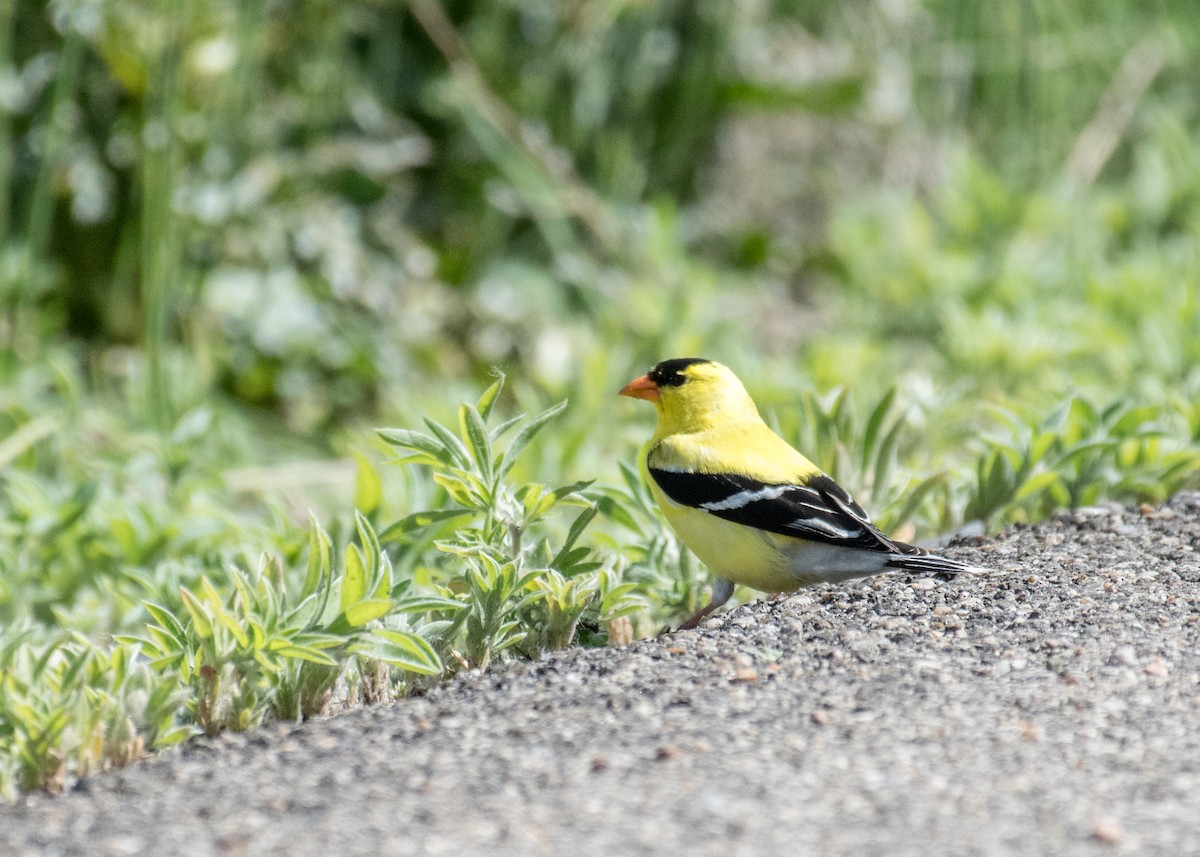 American Goldfinch - ML644573702