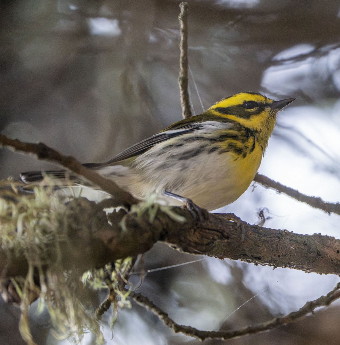 Пісняр-лісовик західний - ML644573703