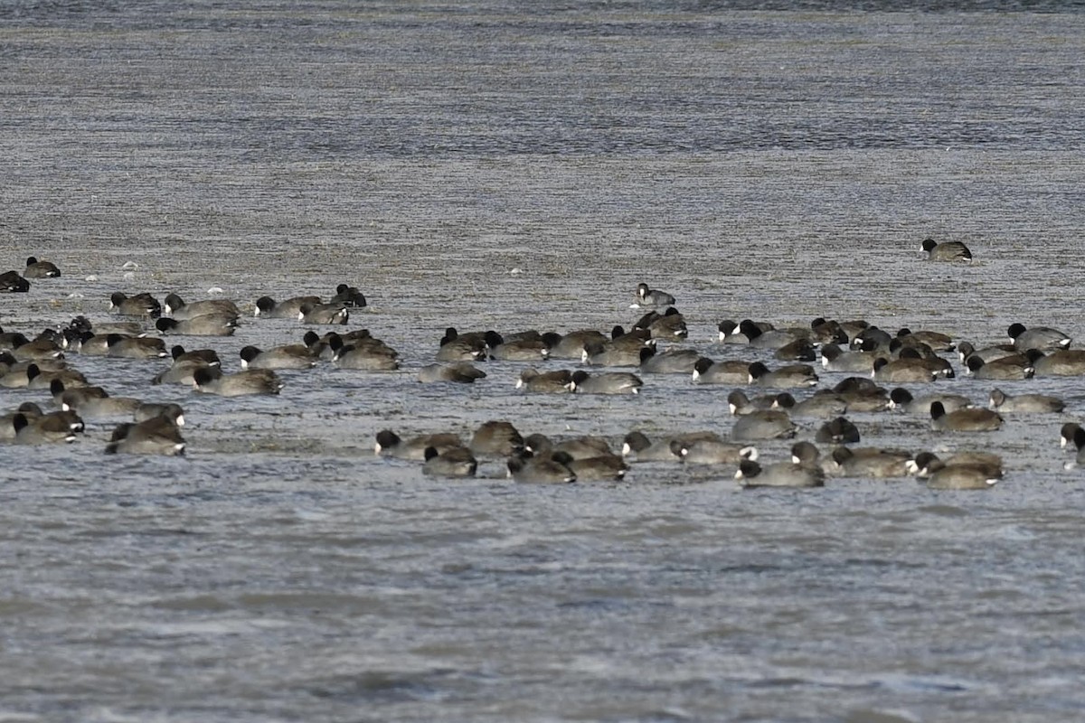 American Coot - ML644573705