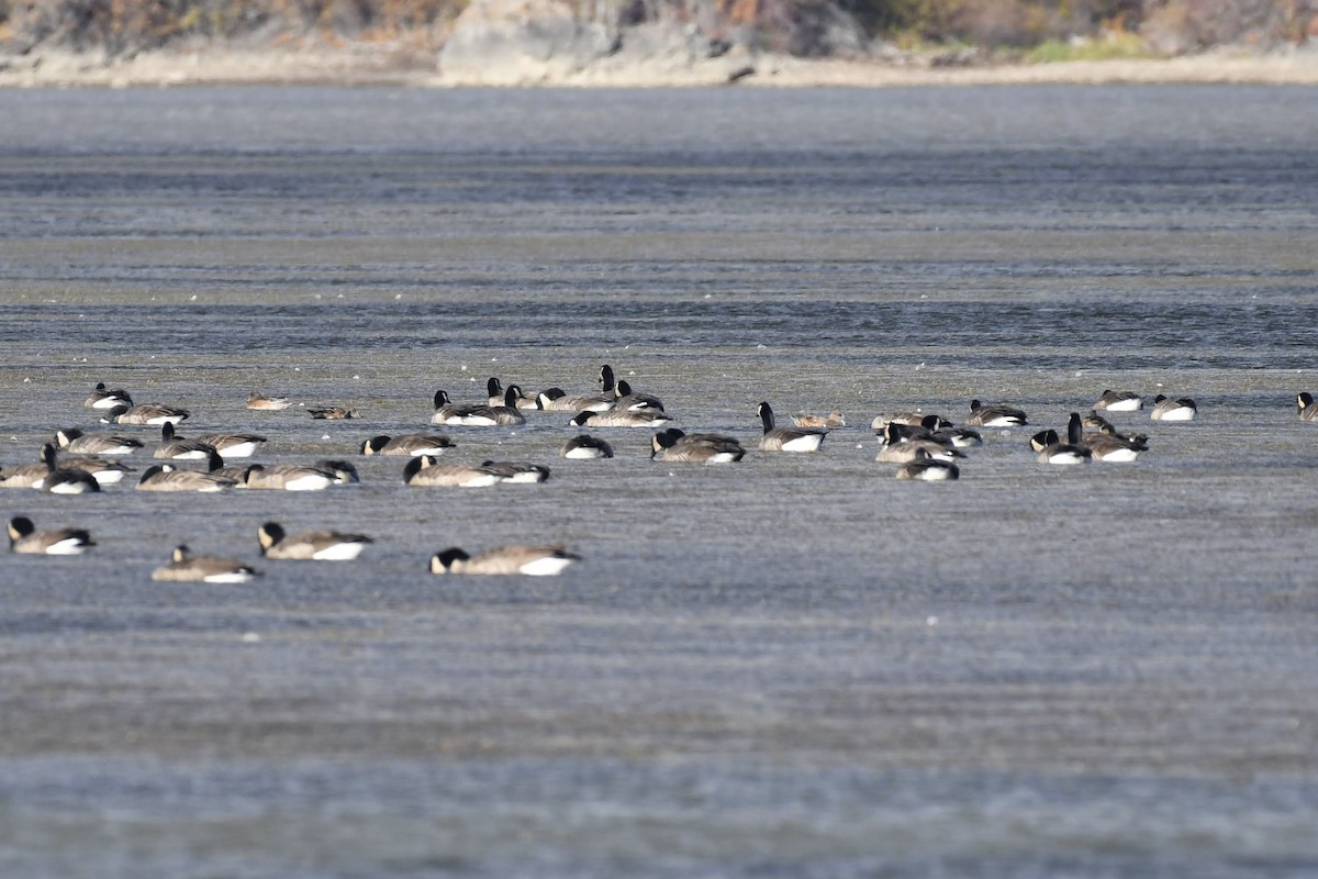 Казарка канадська - ML644573707