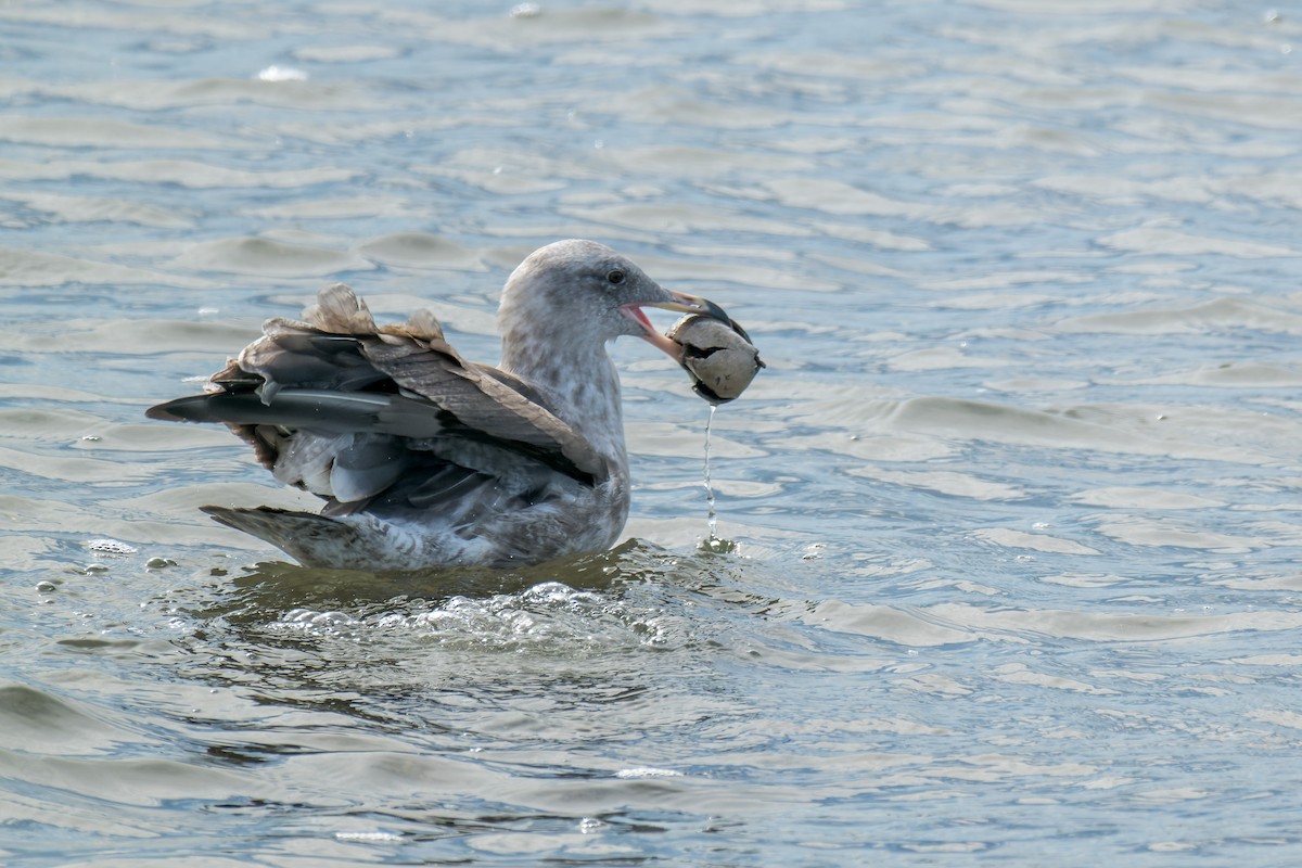 Мартин західний - ML644573708
