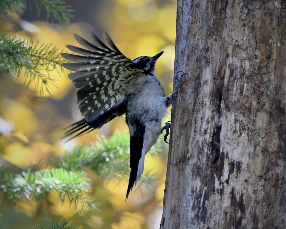 Hairy Woodpecker - ML644573710