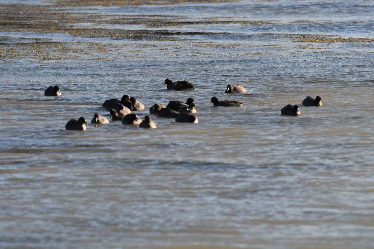 American Coot - ML644573712