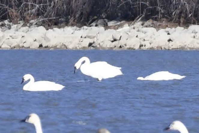Tundra Swan - ML644573721