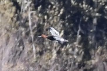 Porrón Americano - ML644573731