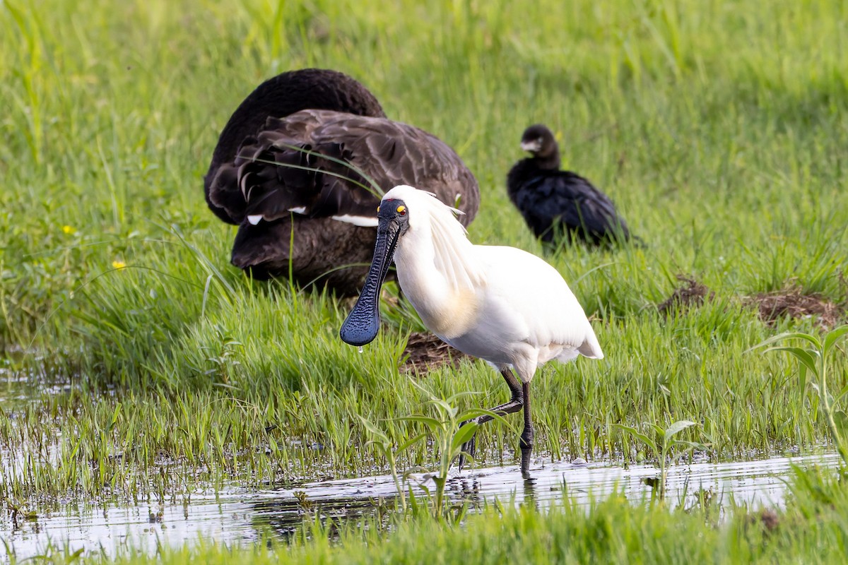 Royal Spoonbill - ML644573735