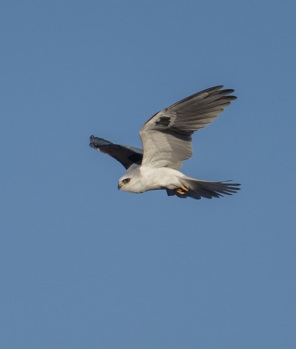 White-tailed Kite - ML644573737