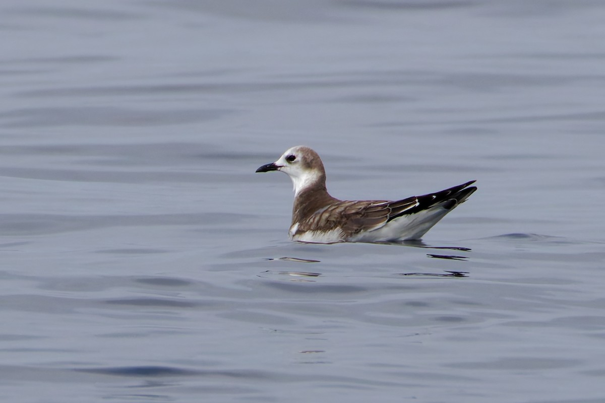 Sabine's Gull - ML644573742
