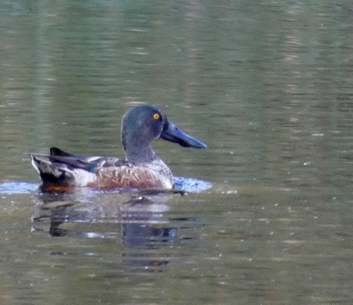 Халбага нугас - ML644573743