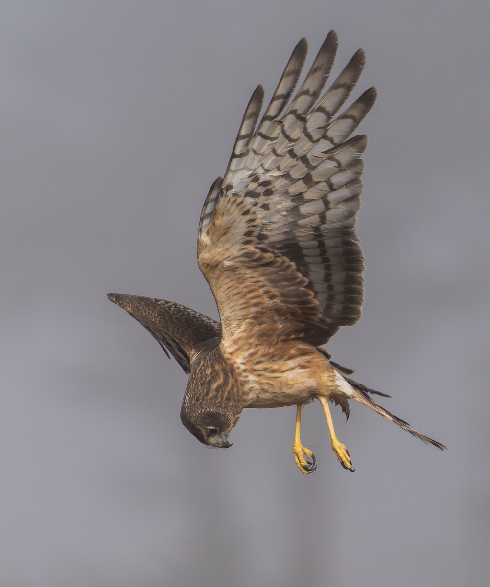 Northern Harrier - ML644573747