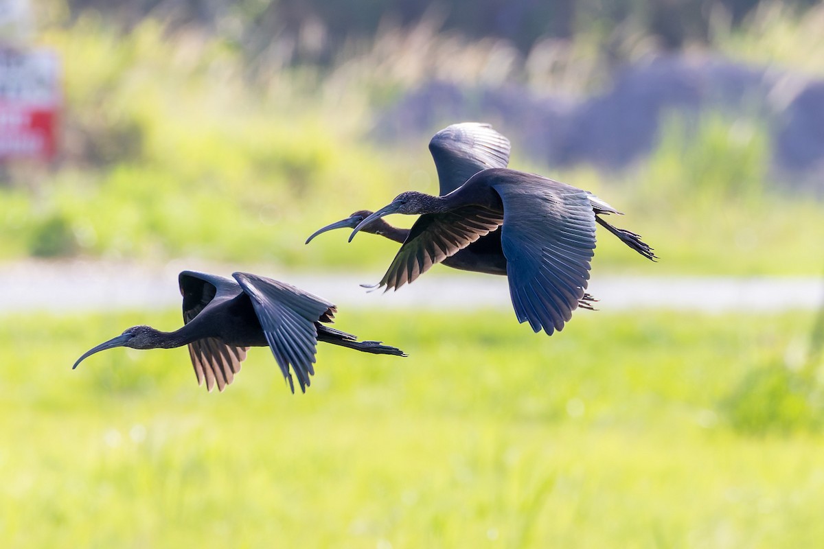 Гялаан билүүс - ML644573748