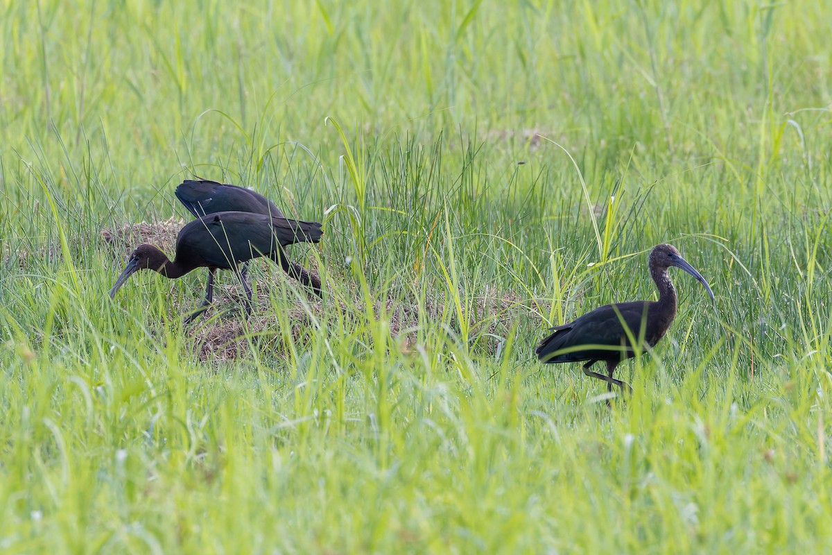 Гялаан билүүс - ML644573749