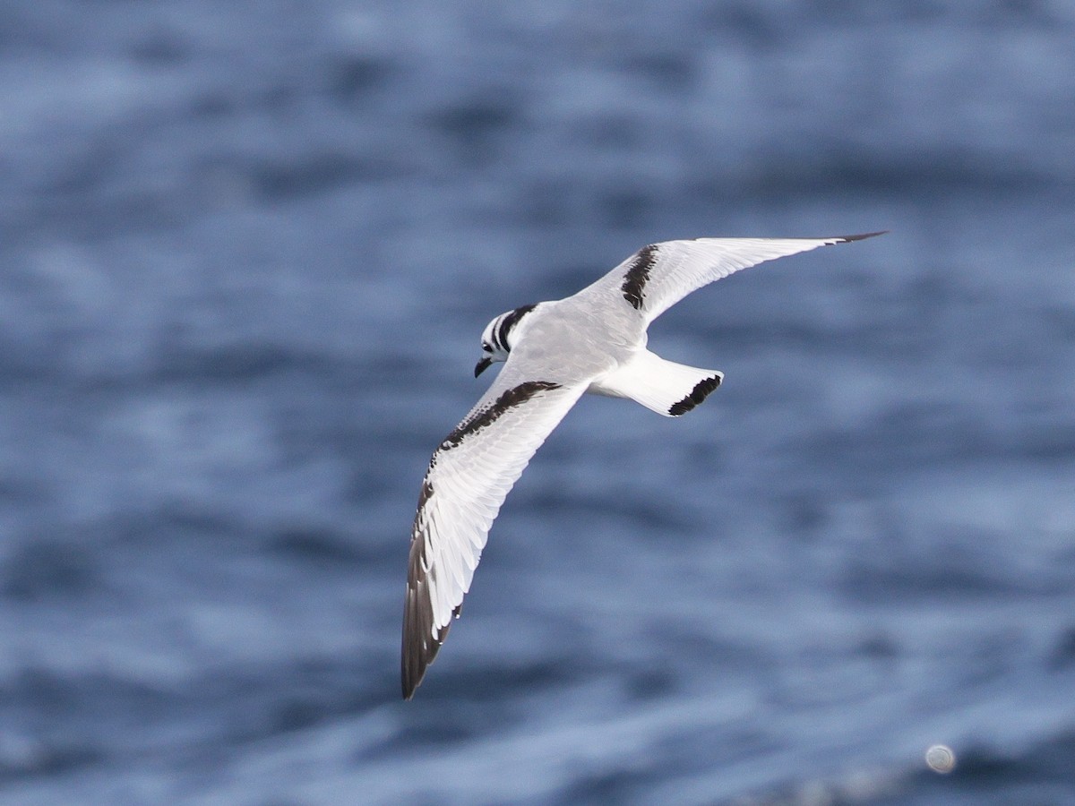 Гурван хуруут цахлай - ML644573750