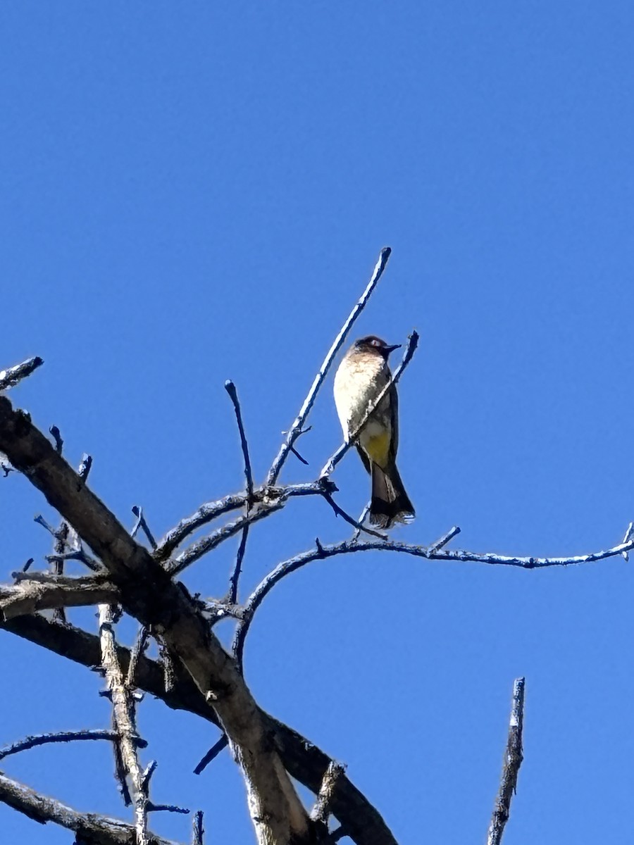 Black-fronted Bulbul - ML644573751