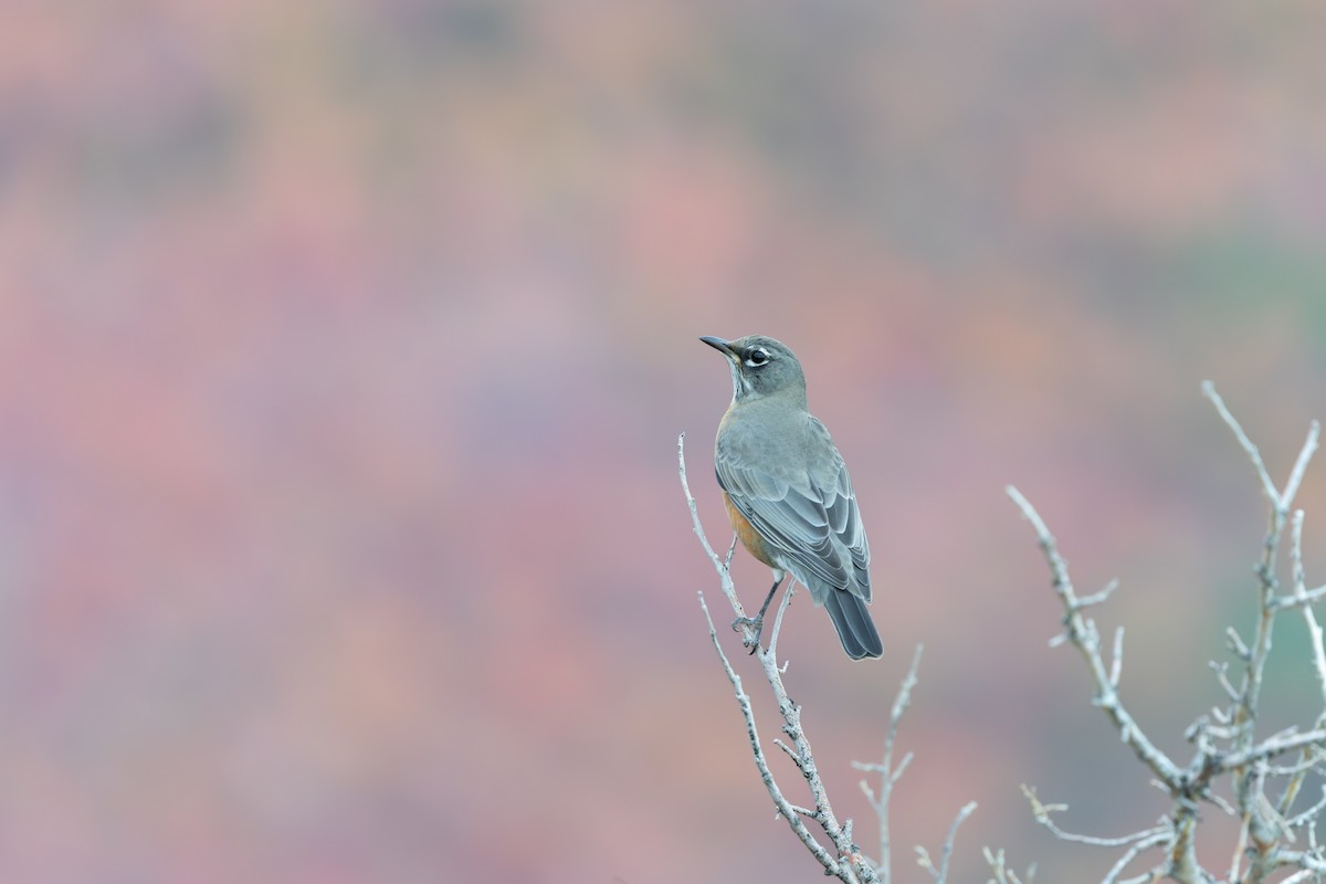 American Robin - ML644573754