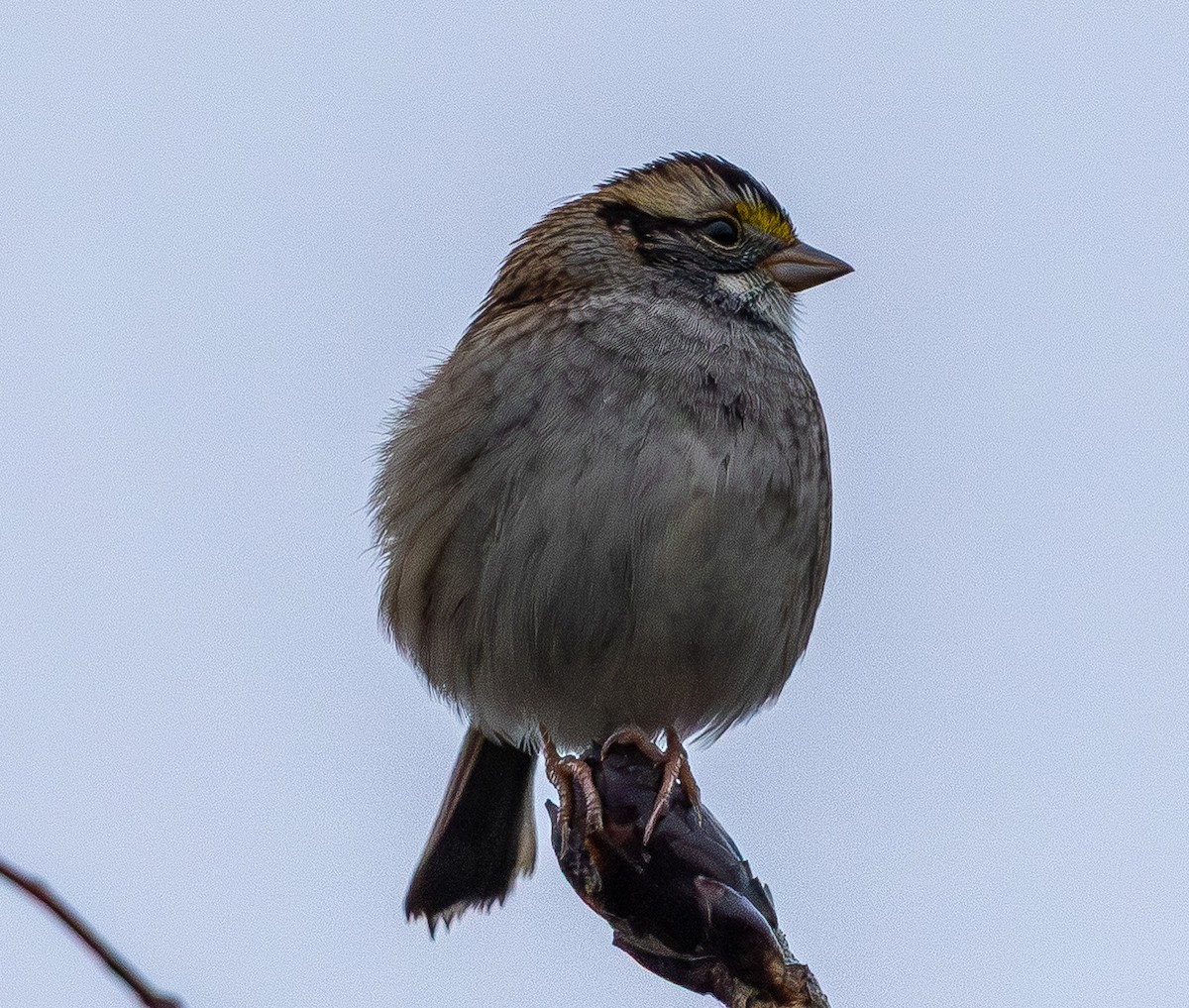 White-throated Sparrow - ML644573756