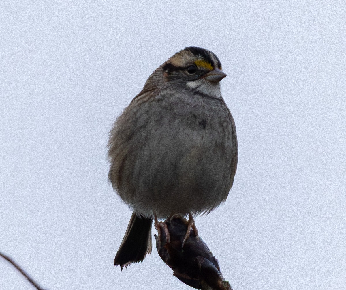 White-throated Sparrow - ML644573757