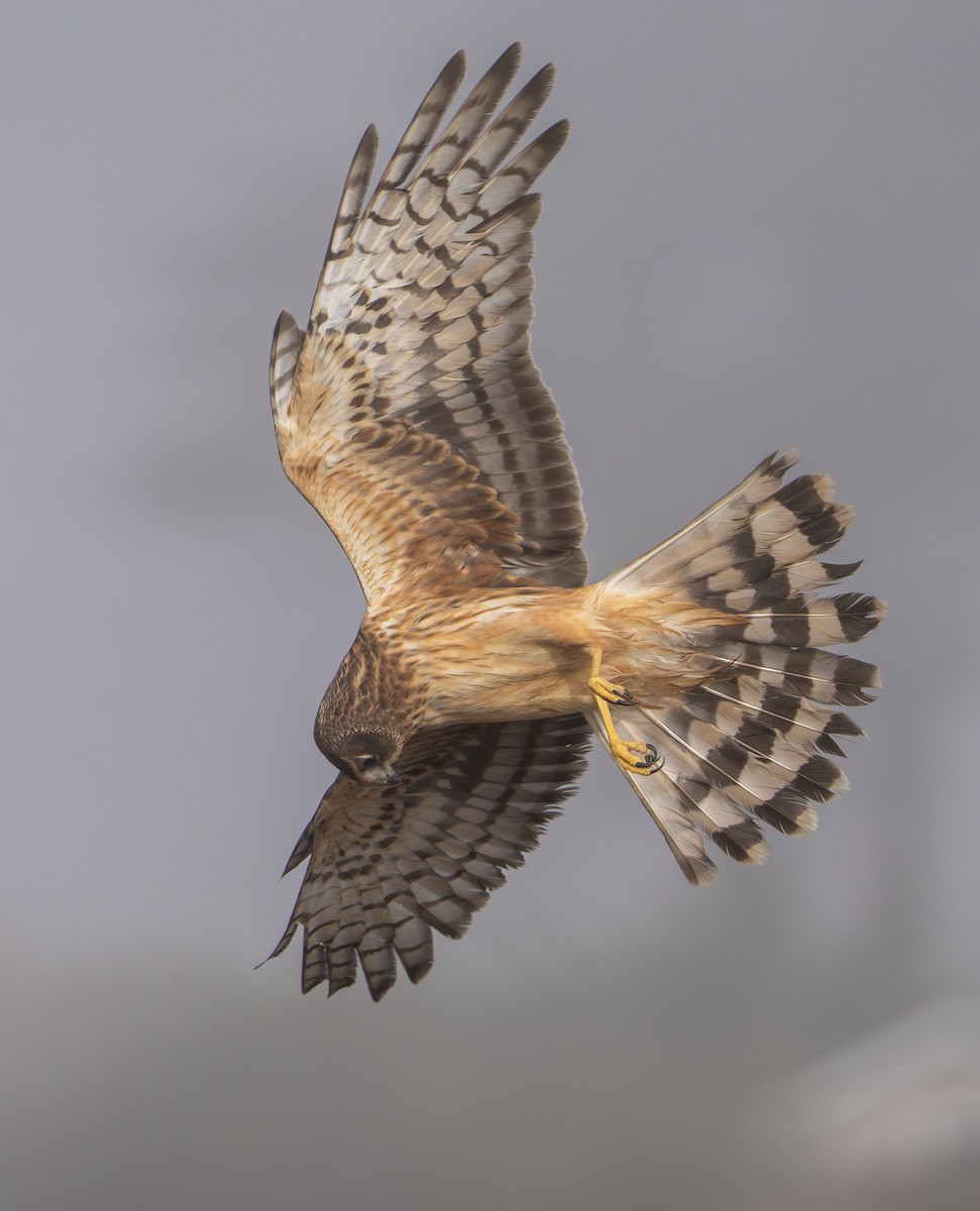 Northern Harrier - ML644573758