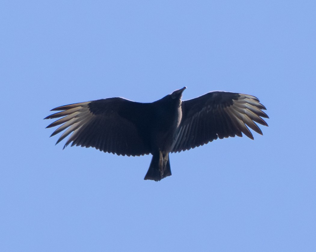 Black Vulture - ML644573760