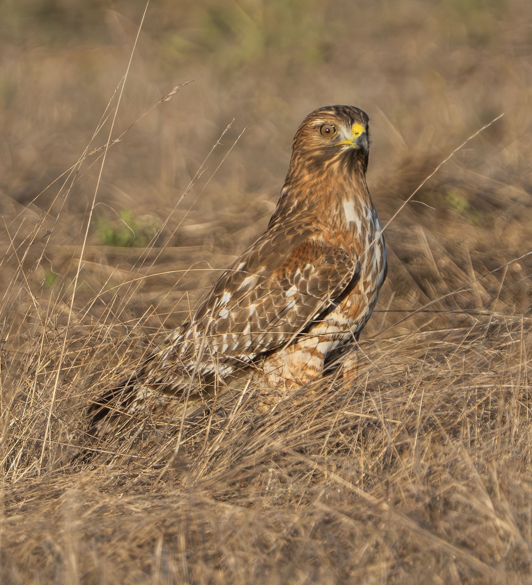 Red-shouldered Hawk - ML644573761