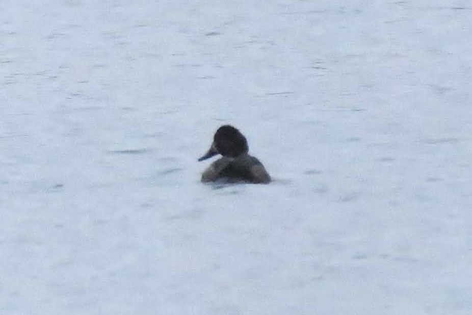Greater/Lesser Scaup - ML644573763