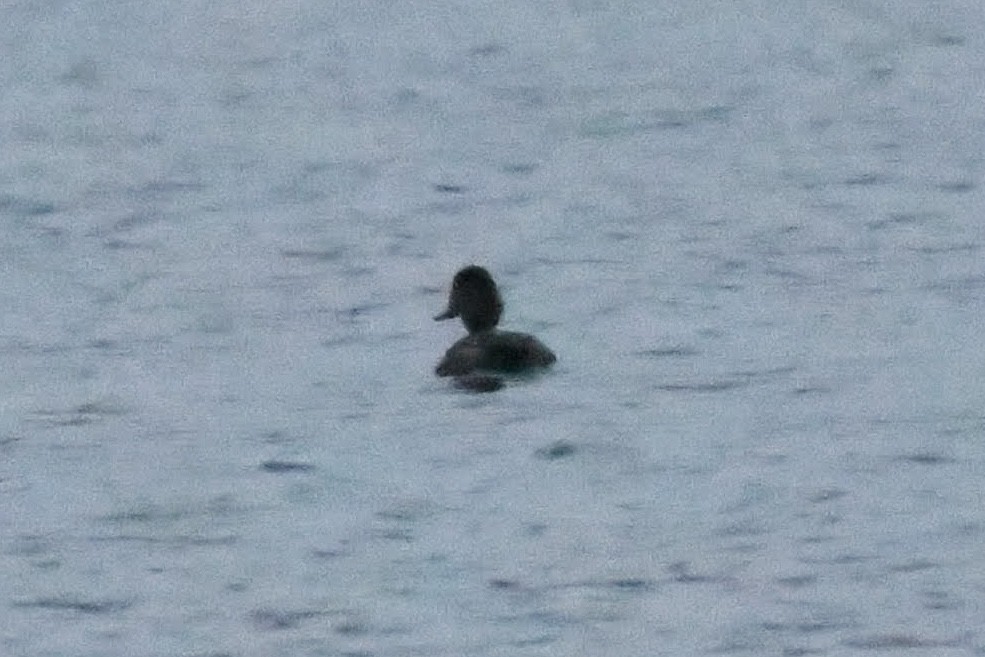Greater/Lesser Scaup - ML644573764