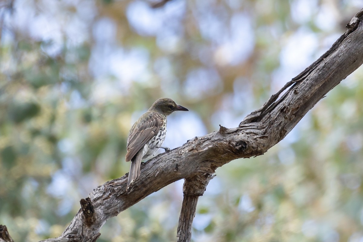 Olive-backed Oriole - ML644573766