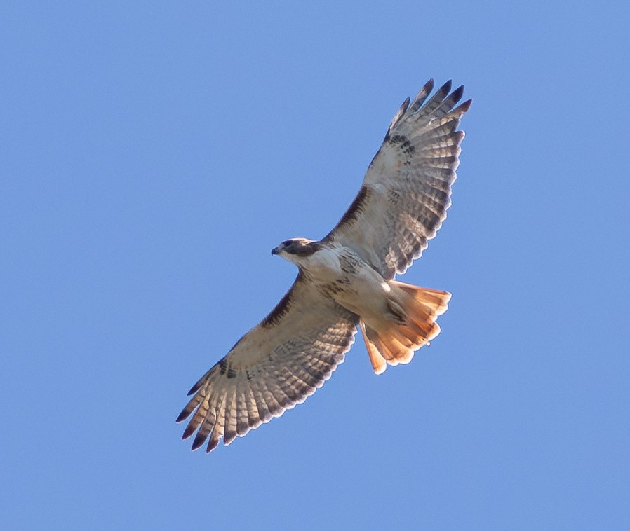 Red-tailed Hawk - ML644573768