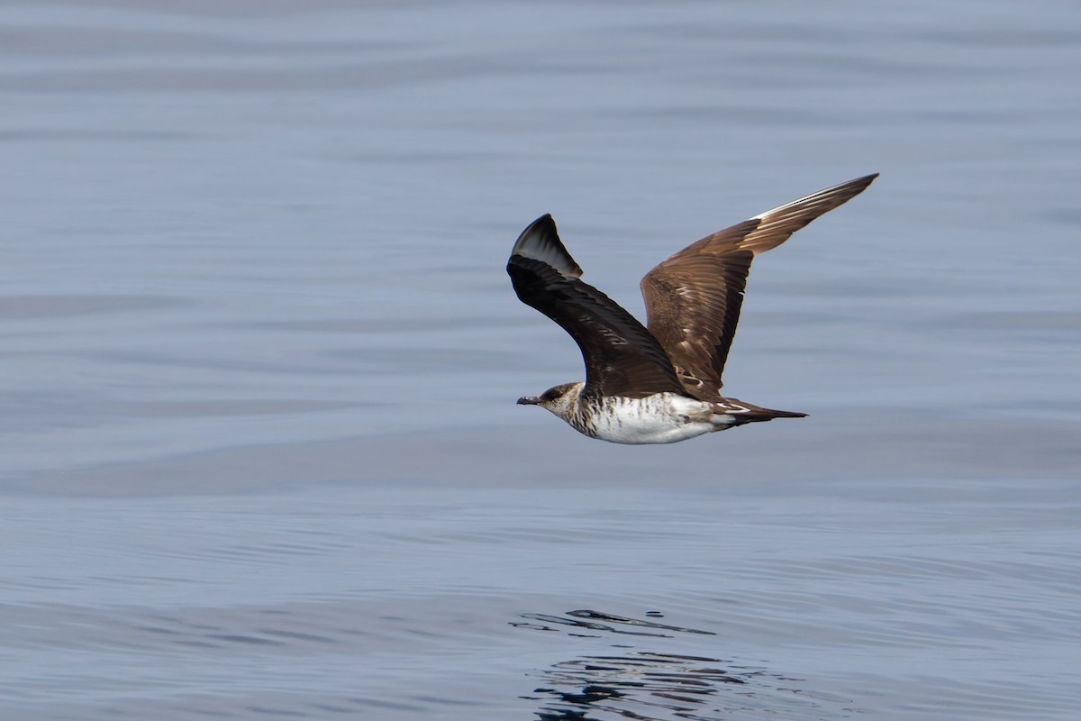 Поморник короткохвостий - ML644573780