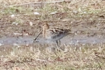 Баранець американський - ML644573783