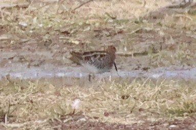 Баранець американський - ML644573784