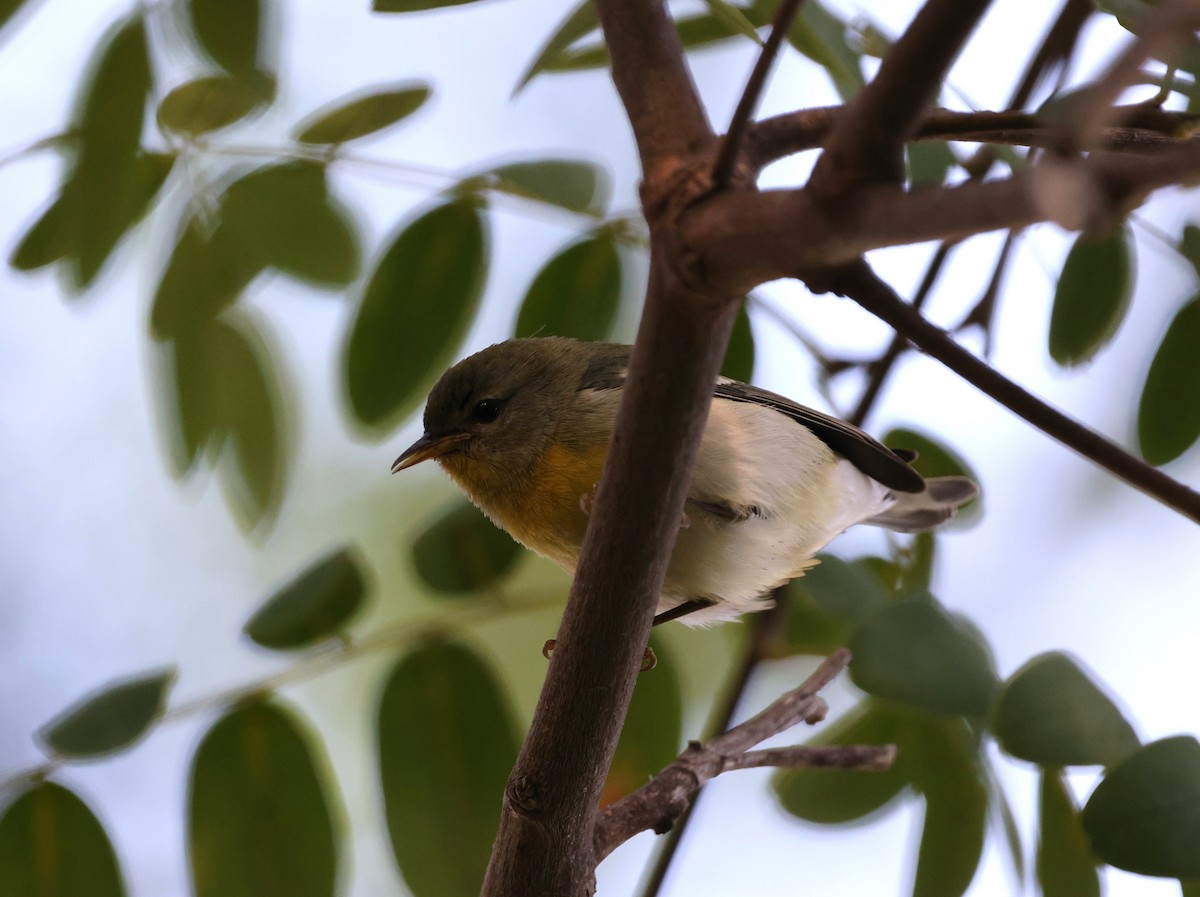 Northern Parula - ML644573788