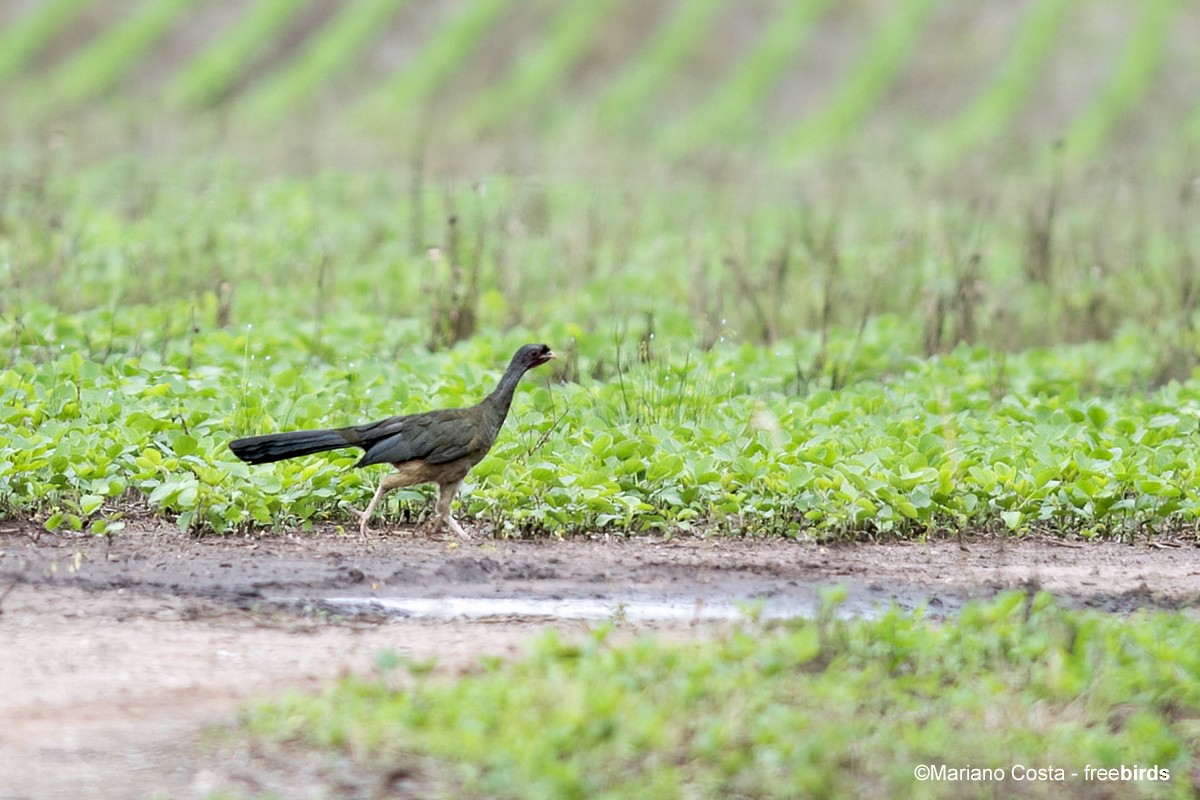 čačalaka šedokrká - ML644573789