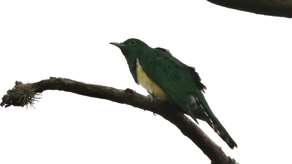 African Emerald Cuckoo - ML644573794