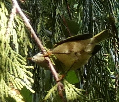 Золотомушка рубіновочуба - ML644573798