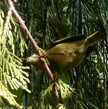 Золотомушка рубіновочуба - ML644573800